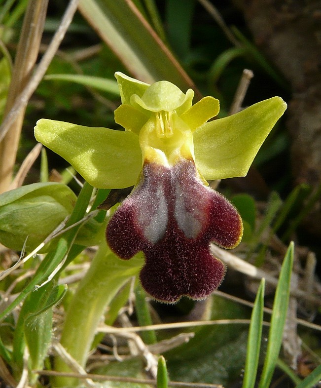 Ophrys iricolor subsp. eleonorae